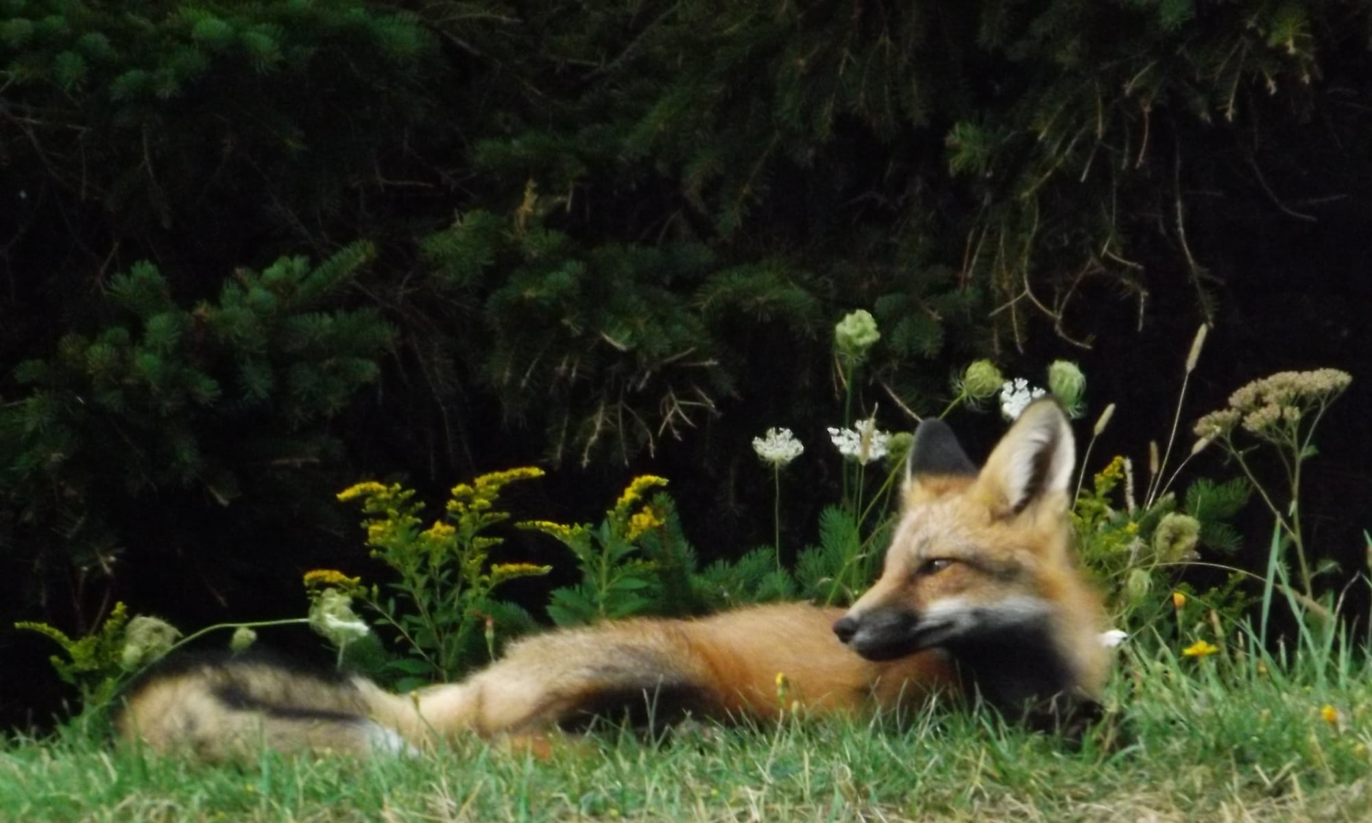 Red fox near Cavendish, PEI