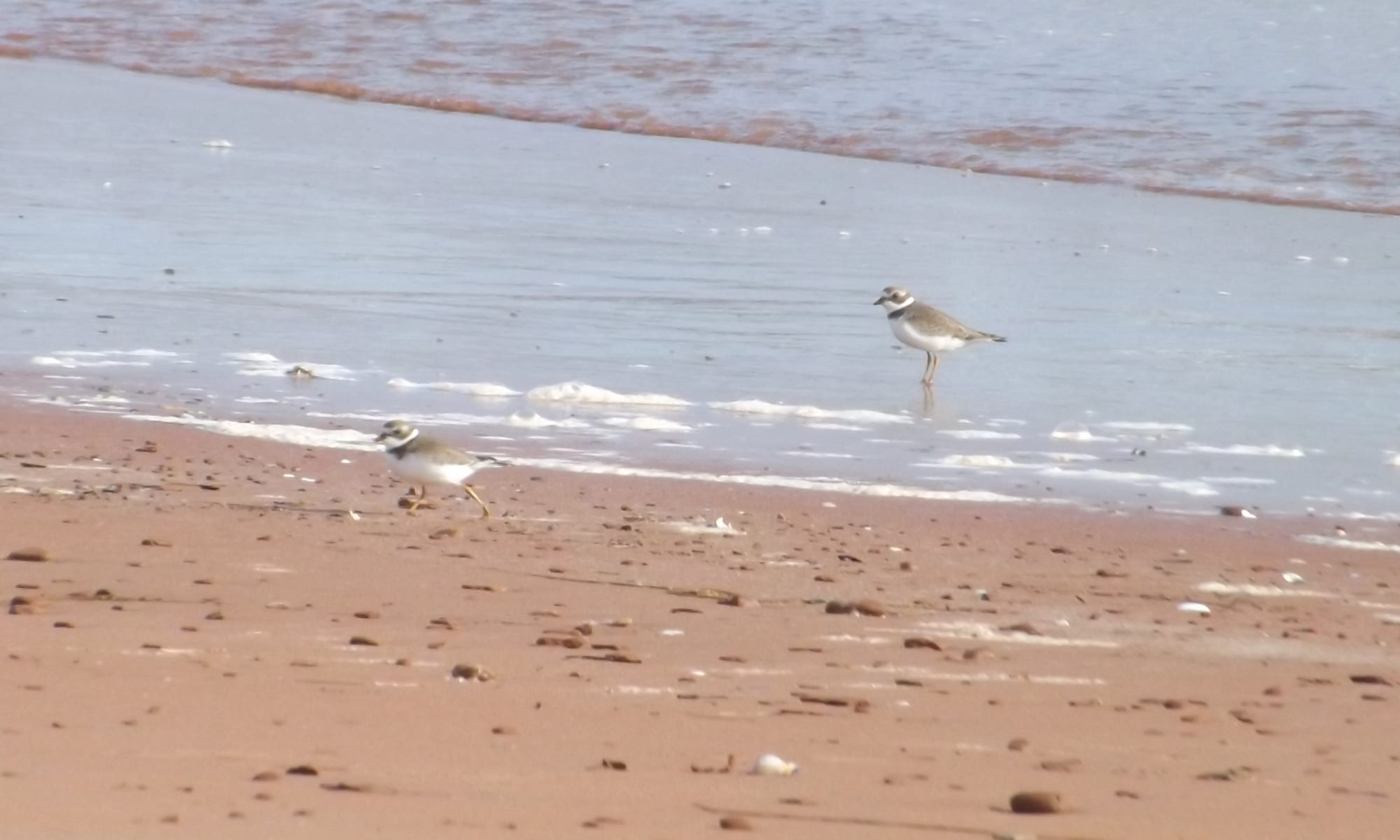 Sandy beach near North Rustico
