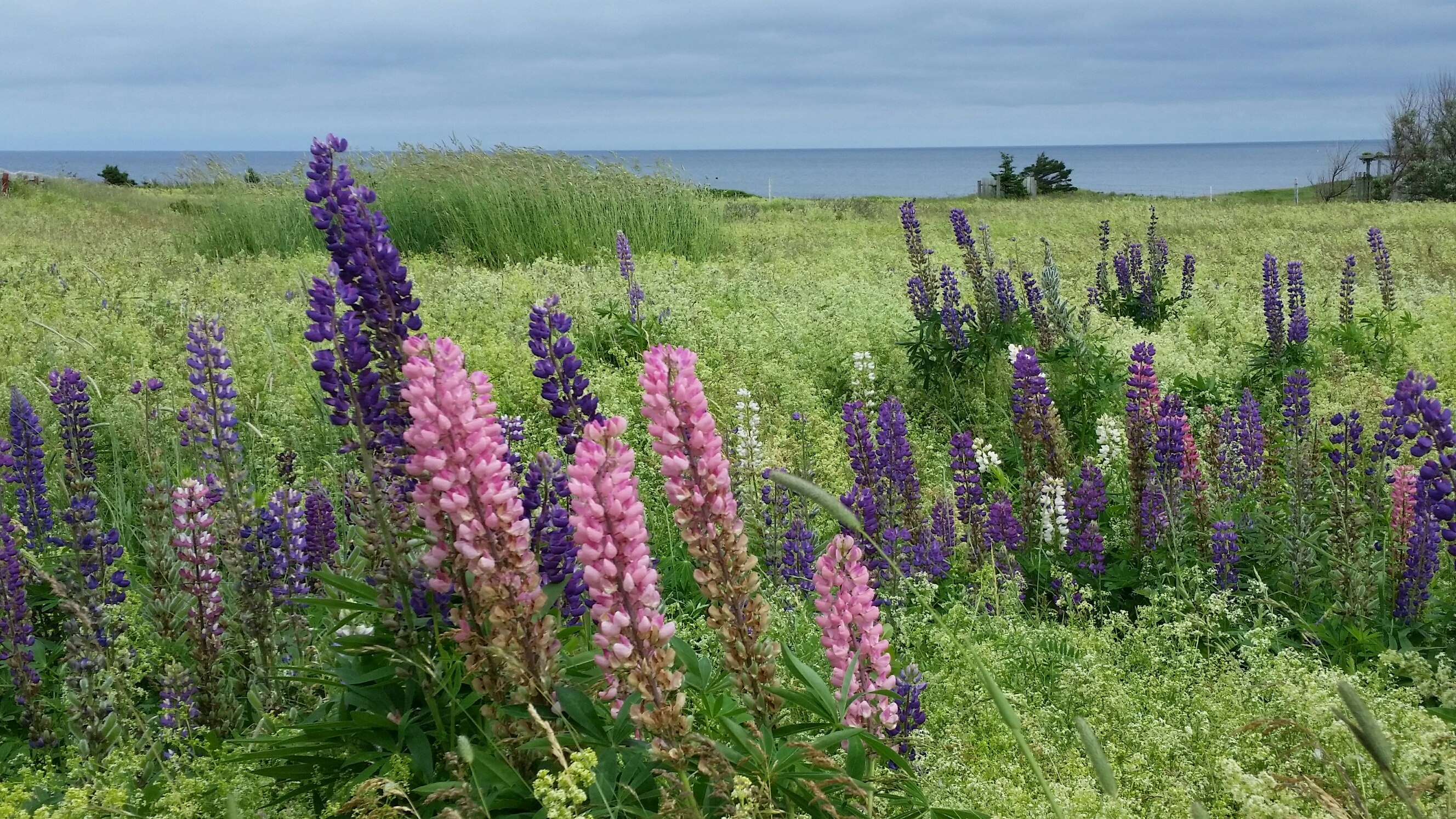 North Rustico PEI landscape with red cliffs and green fields